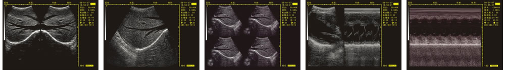 V-20掌上B型超聲診斷儀(動(dòng)物版)一流的數(shù)字成像技術(shù)，圖像更清晰